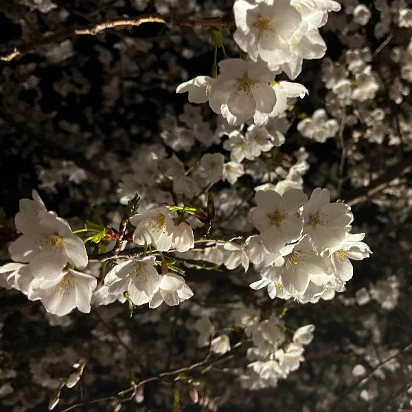 20:00から出勤🌟