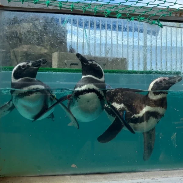 🐧