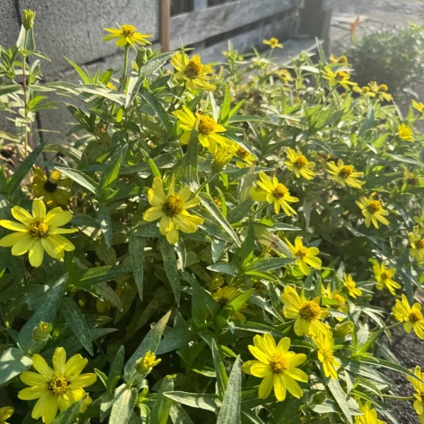 7月も