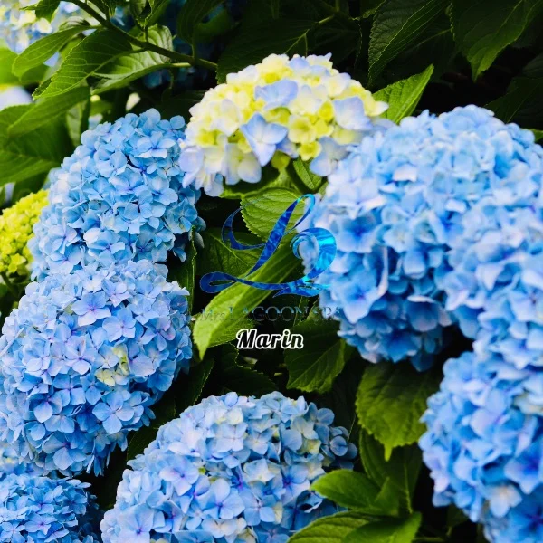 ☆ご予約完売☆
