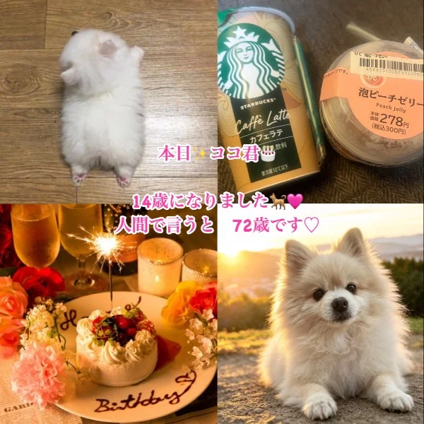 本日💗✨🐕