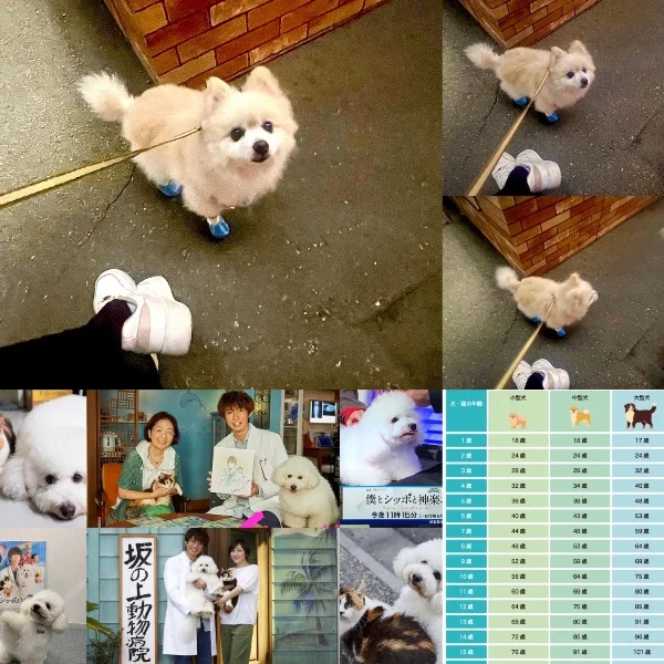 僕とシッポと神楽坂🐕🩷🙂↕️
