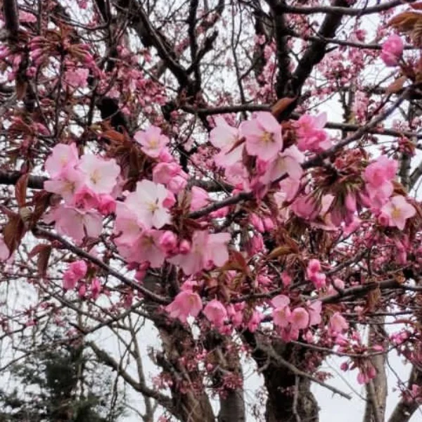 今年は早くて嬉しかった