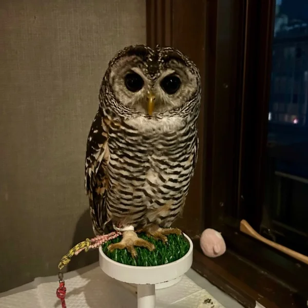 本日11:00〜出勤です🦉