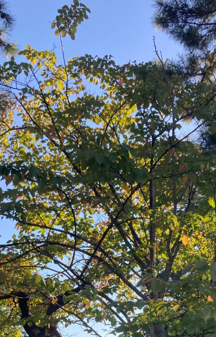 ☀️✨