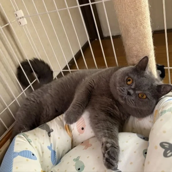 1日は次回17時20分からのご案内になります🐱