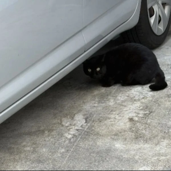 久しぶりに再会の黒猫🐈‍⬛さん👀