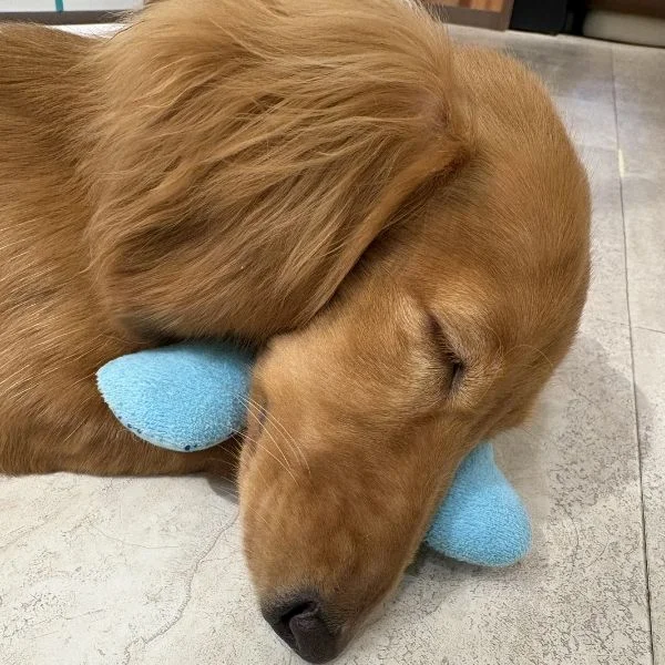 昇天しそう・・・