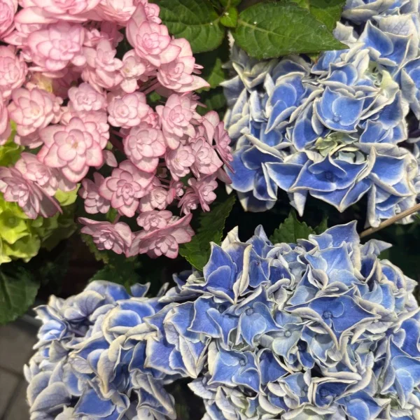 今晩は