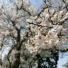 春ですね🌸のサムネイル
