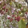 日中の時間を活かして働きたい方へ🍓のサムネイル