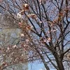 もちろん🌸体験入店OKです。のサムネイル