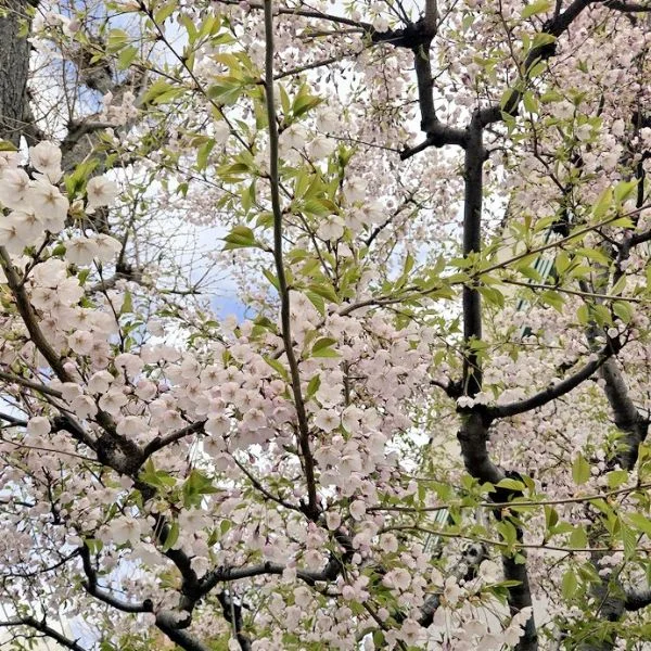 10時から出勤です❣️( ᴗ̀ ̫ᴗ́ )