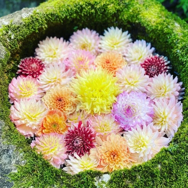 きのうのお御礼です✨