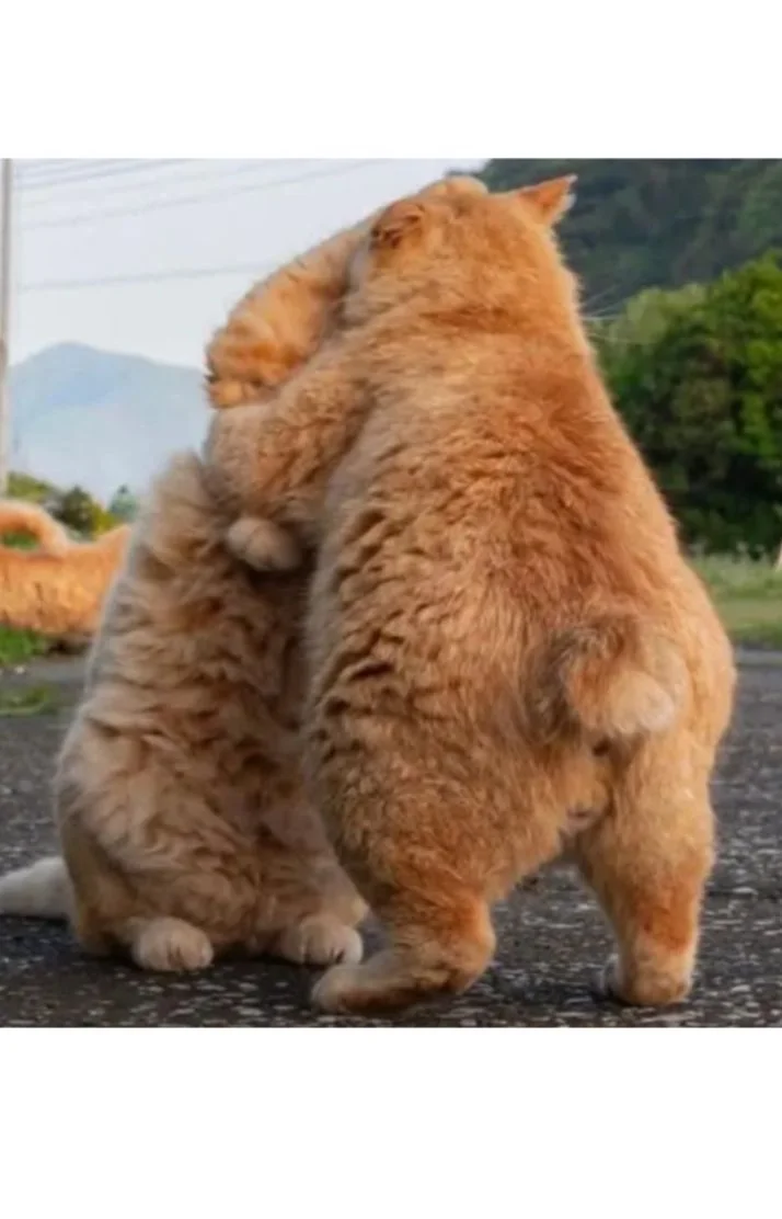 特大感謝૮ ˶ˆ ﻌ ˆ˶ აもも祭り🍑✨
