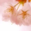 当店ではセラピストさんを常に募集しております。のサムネイル