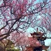 熊本エステ花蓮