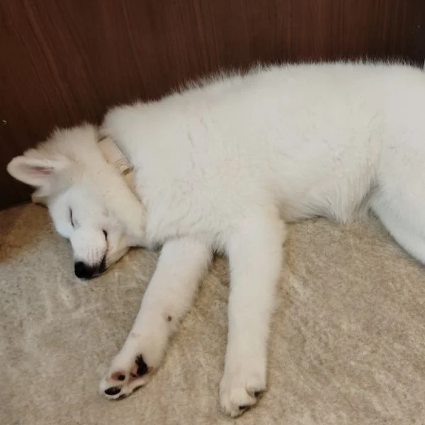 動物好きすぎて