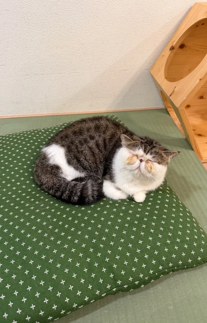 🛌