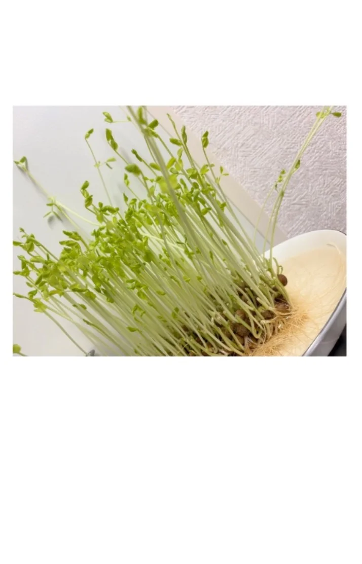 🌱🌱🌱