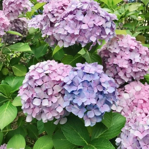 初日の昨日⑅•ᴗ•