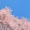 桜の季節のサムネイル