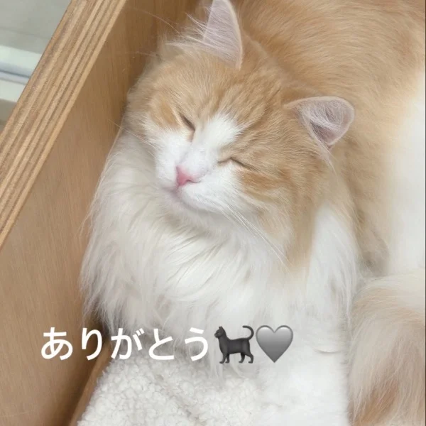 ありがとう🐈‍⬛🩶