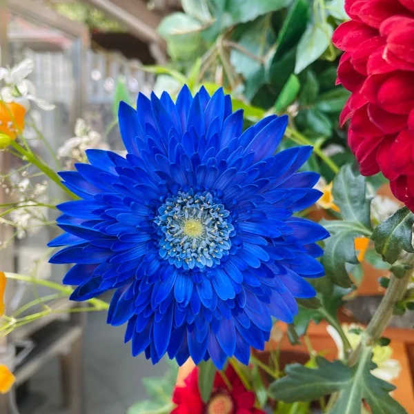 🌼🧡
