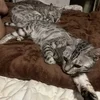 うちの猫は可愛いのサムネイル