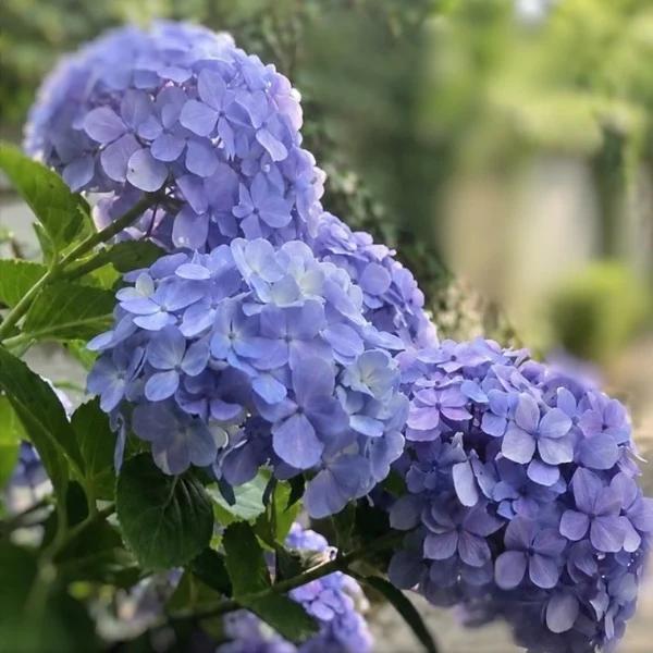 紫陽花の季節♩⟡