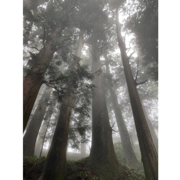 みどりの日🍃