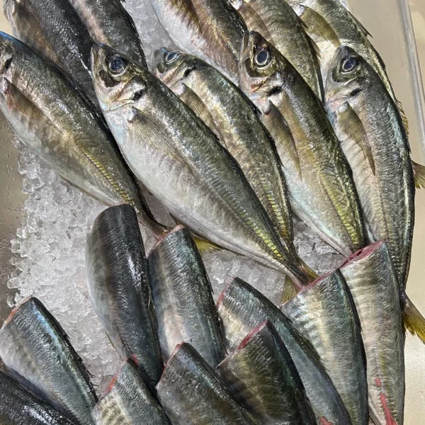 鯵