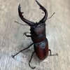 クワガタムシから応募がありました！のサムネイル