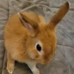 採用担当の岡田さん