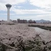桜がもうそろそろ咲くようです！！のサムネイル