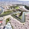 桜満開！のサムネイル