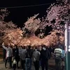 🌸春きた。つまり、お花見。つまり…？🌸のサムネイル
