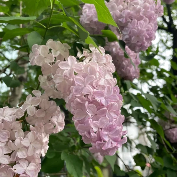 毎年欠かさず💜
