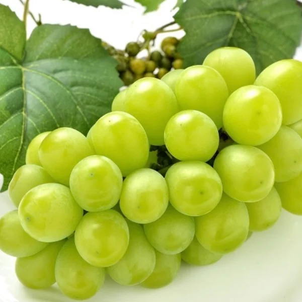 美味しい味覚🍇✨