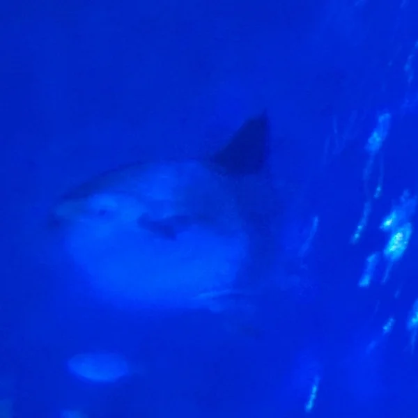 悲しみ...