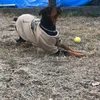 もんちゃん
