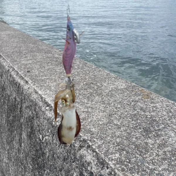 本日ゲリラ出勤中🦑