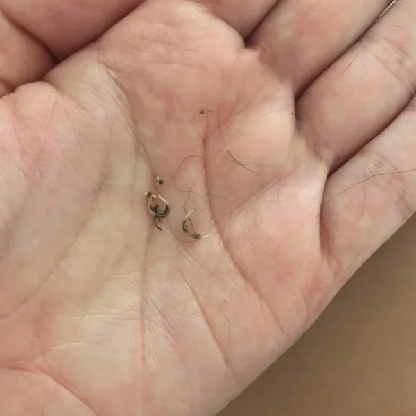 きんたまから糸