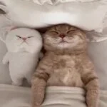 採用担当の代表　藤原さん