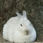 採用担当の採用担当者さん