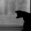 雨の金曜日のサムネイル