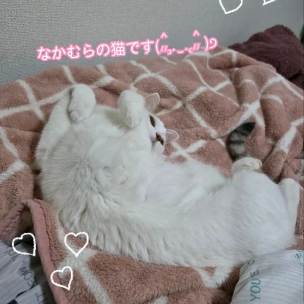ゴロゴロ🐱💕