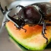 七夕のサムネイル
