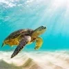 ありがとうございますのサムネイル