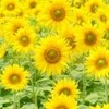 今日ものサムネイル
